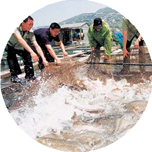 Aquaculture